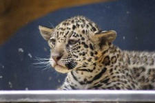 image of jaguar_car