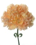 image of flower