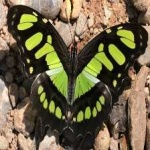 image of animal
