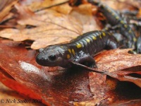 image of spotted_salamander