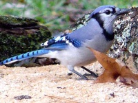 image of jay