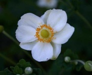 image of flower