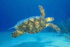 image of hawksbill