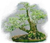 image of bonsai #27