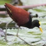 image of bird