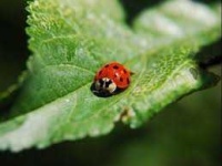 image of animal