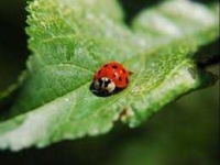 image of ladybugs #4