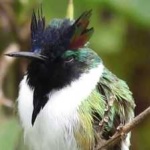 image of bird