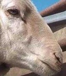 image of animal