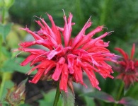 image of flower