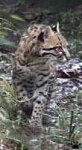 image of jaguar_car