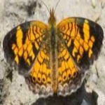 image of animal