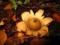 image of earthstar #30