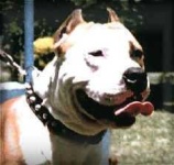 image of staffordshire_bullterrier #29