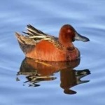 image of teal_duck #2