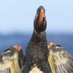 image of bird
