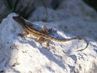 image of american_chameleon