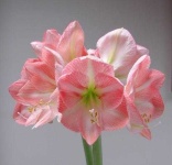 image of flower