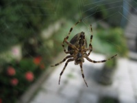 image of garden_spider
