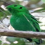 image of bird
