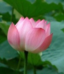 image of lotus #2