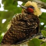 image of bird