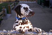 image of dalmatian #7