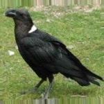 image of bird