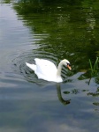 image of swan #6