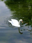 image of animal