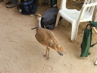 image of bustard #1