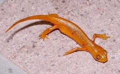 image of eft