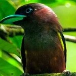 image of banded_broadbill #5