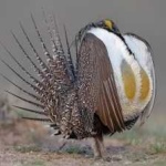 image of bird