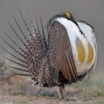 image of greator_sage_grouse #13