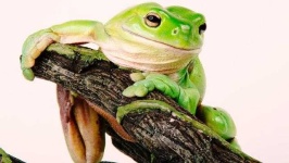 image of animal