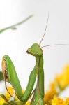 image of mantis