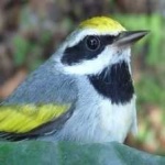 image of bird