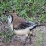 image of bird