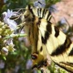 image of animal