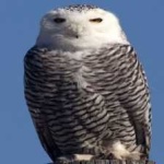 image of bird
