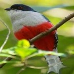 image of bird