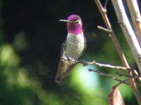 image of hummingbird