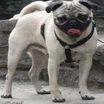 image of animal