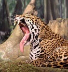 image of jaguar_car