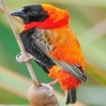 image of bird