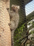 image of marmoset