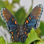 image of animal