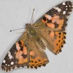 image of animal