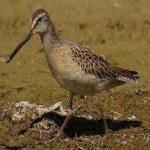 image of bird